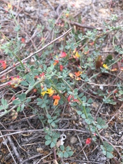 Acmispon prostratus