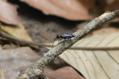 Dolichurus