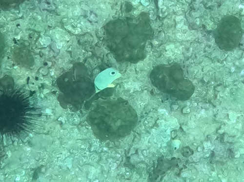 Foureye butterflyfish