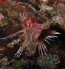 Pterois sphex