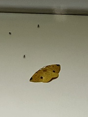 Perusia aurantiacaria