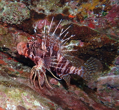 Pterois sphex