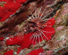 Pterois sphex