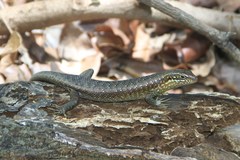 Trachylepis comorensis