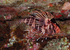 Pterois sphex
