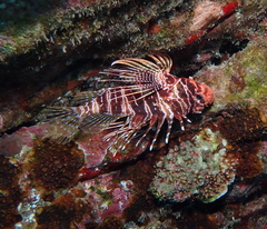 Pterois sphex