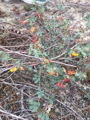 Acmispon prostratus