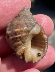 Rapaninae