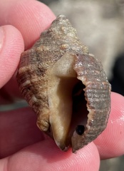Rapaninae