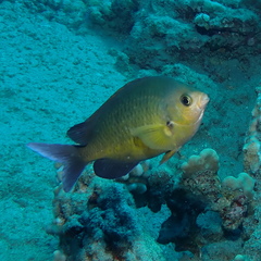Chromis ovalis
