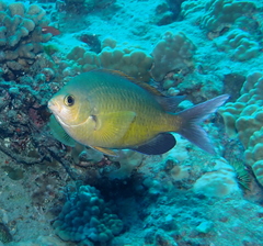 Chromis ovalis