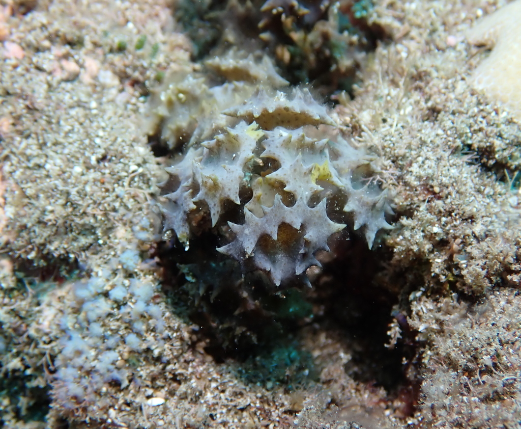 Photo of Ornate Turbinaria (Turbinaria ornata)