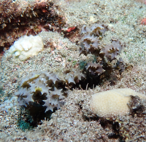 Photo of Ornate Turbinaria (Turbinaria ornata)