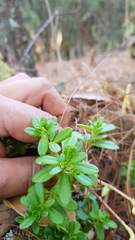 Peperomia leptophylla