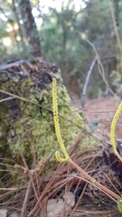 Peperomia leptophylla