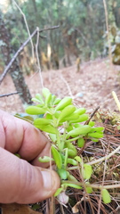 Peperomia leptophylla