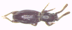 Sarothrias lawrencei