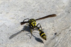 Phimenes flavopictus flavopictus