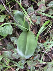 Piperia