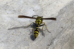 Phimenes flavopictus flavopictus