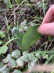 Piperia