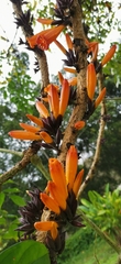 Mayodendron igneum