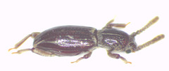 Sarothrias lawrencei
