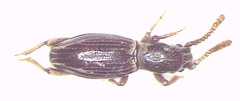 Sarothrias lawrencei