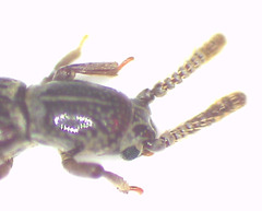 Sarothrias lawrencei