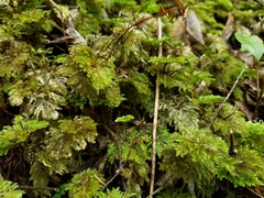 Sciadocladus menziesii