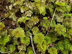 Sciadocladus menziesii