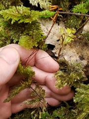 Sciadocladus menziesii