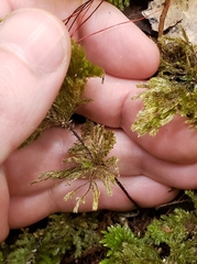 Sciadocladus menziesii