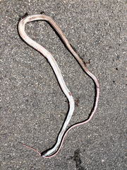 Masticophis taeniatus girardi