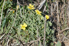 Oxalis californica