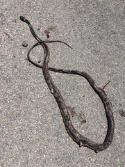 Masticophis taeniatus girardi