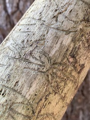 Pityogenes bidentatus