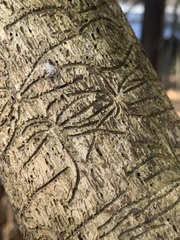 Pityogenes bidentatus