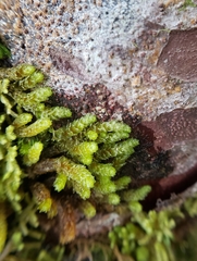 Cladomnion ericoides