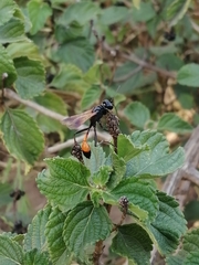 Ammophila