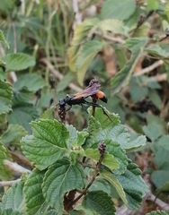 Ammophila