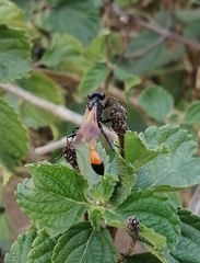 Ammophila