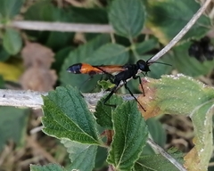 Ammophila
