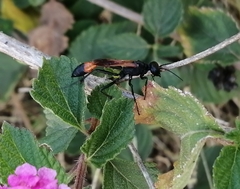 Ammophila