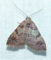 Alapadna pauropis