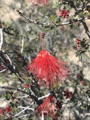 Calliandra californica