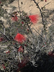 Calliandra californica