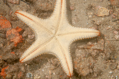 Pentaceraster regulus