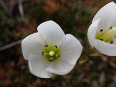 Gentianella montana montana