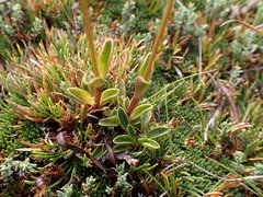 Gentianella montana montana